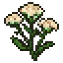Chamomile