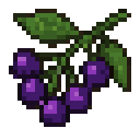 Elderberries
